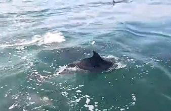 Alugo barco intermarine 440 - Foto 2