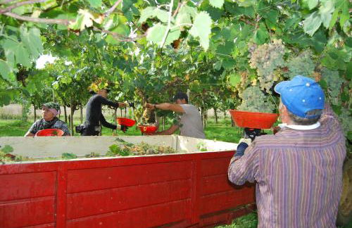 Agriturismo Torre Cristina - Foto 49