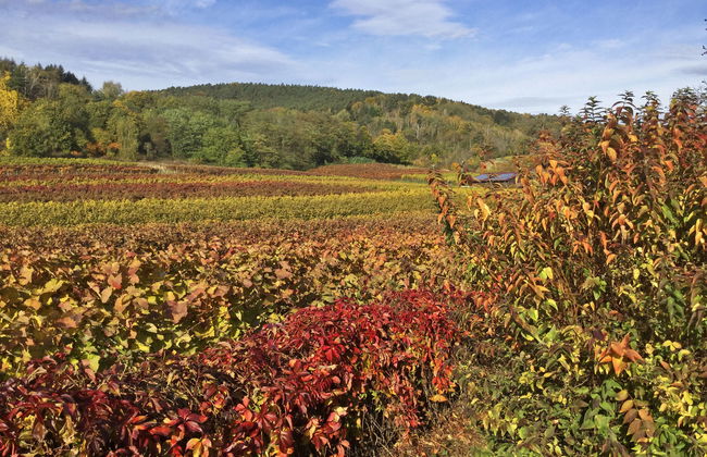 Am Weinberg - Foto 20