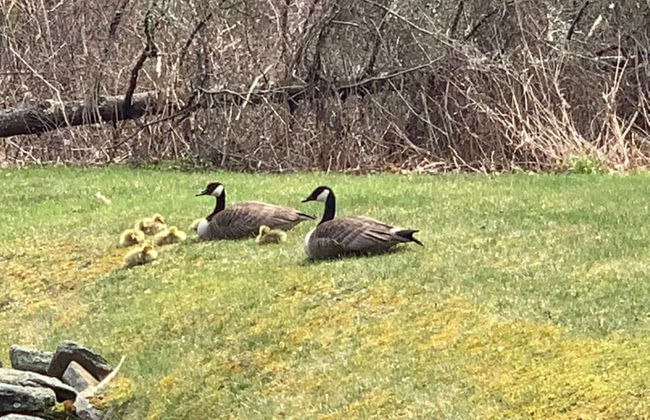 Las Flores Villa - Foto 31