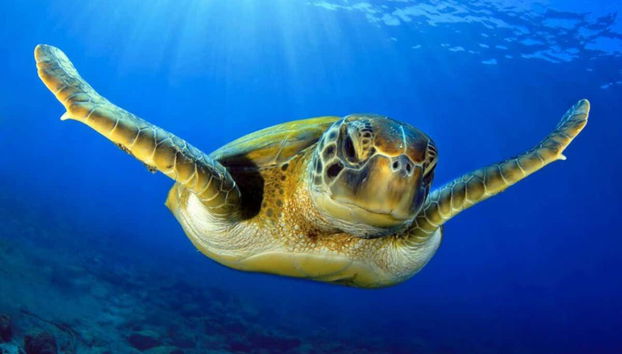 Tortue marine