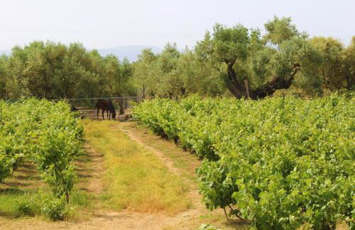 Stamna Farm - Foto 15