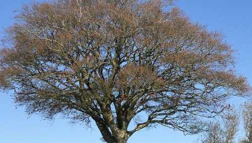 Astronomer Shepherd's hut - Foto 2