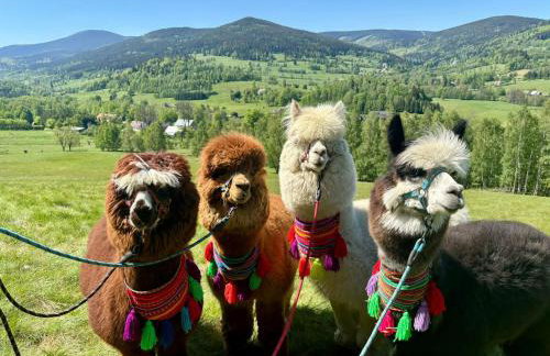 Nad Potokiem z Alpakami - Foto 49