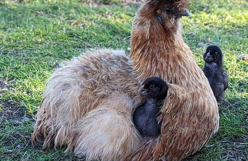 Helenes Ferienwohnung auf dem Bauernhof - Lausitzer Seenland - Foto 40