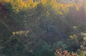 Love Nest in Blue Ridge - Foto 11