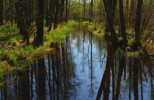 Mazury - Giżycko - Harsz - Domki - ApartMazury Osada - Foto 62