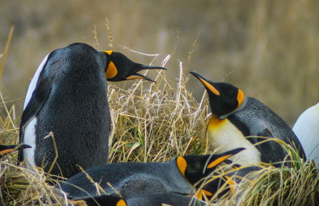 Excursión a la isla Tierra del Fuego - Foto 2