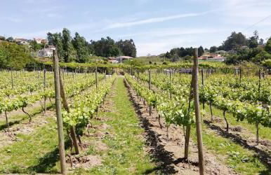 My Portugal for All - Lousada Villa - Foto 38