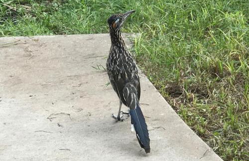 Paradise at Canyon Lake - Foto 42