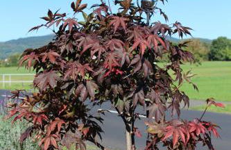 Ferienwohnung in der Rhön Sitzmann - Foto 28