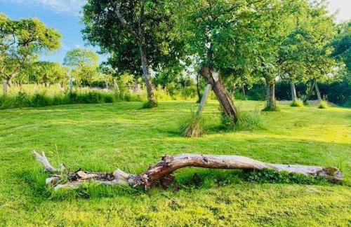 The Apple Shed - cosy cabin nestled in orchard in rural Devon - Foto 26
