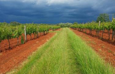 House Nono Bepo in small Istrian village - Foto 45
