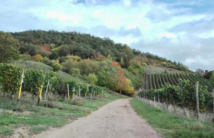 Wanderglück Rotenfels - Foto 2