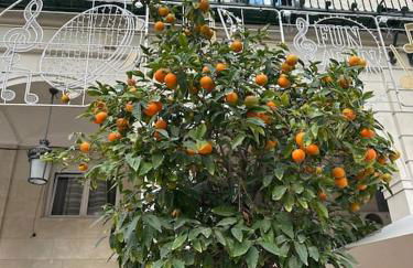 Sol de mar, La Mata (Hiszpania) - Foto 69