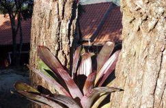 Recanto do Leão - Foto 42