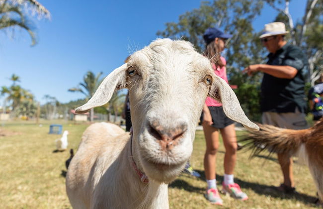 BIG4 Adventure Whitsunday Resort - Photo 77