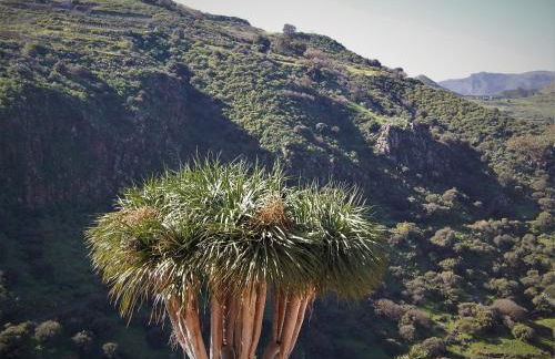 Vivelorural casa La Cuevita, Santa Brígida - Foto 14