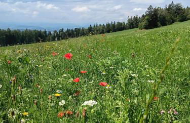 Berg-Panorama-Ferienwohnungen Gut-Lichtenau - Foto 24