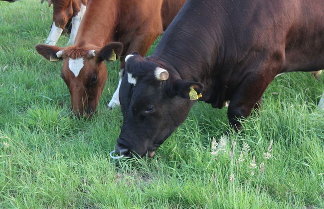 Farmhouse in De Heurne With Animal Farm - Foto 21