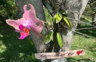 Sítio magia do Sol - Foto 10