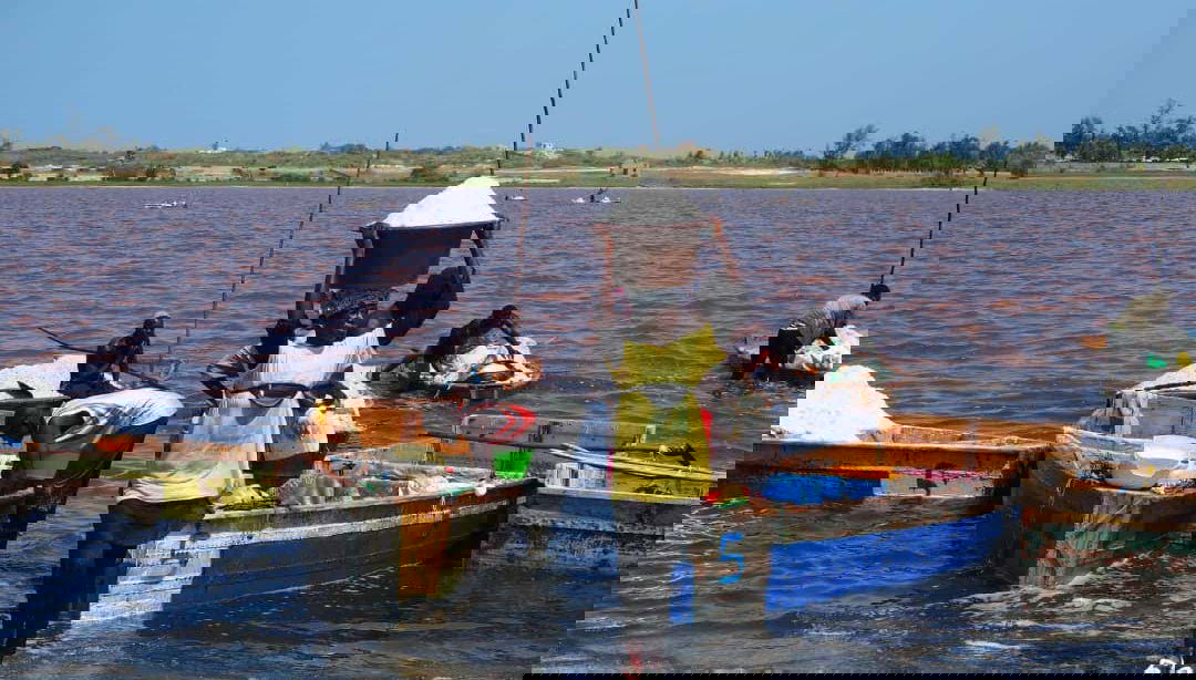 Extracción de la sal de manera tradicional.