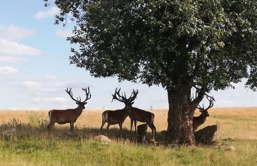 Osada Jaćwingów - Foto 22