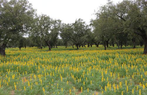 Monte Quinta Verde - Foto 23