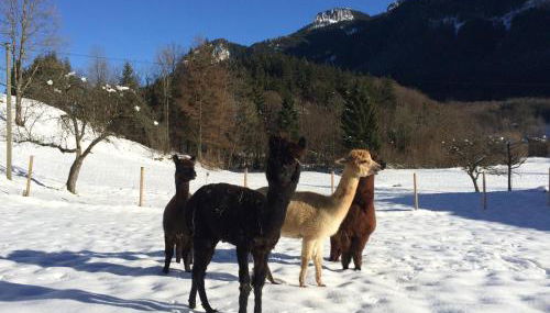 Alpaka-Hof Landinger - Foto 3