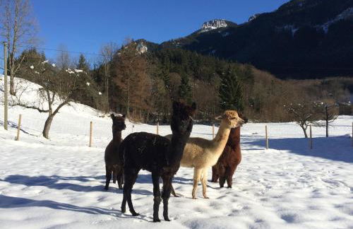 Alpaka-Hof Landinger - Foto 3