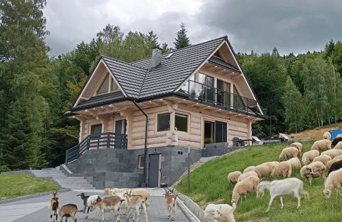 Zielone Wzgórze - Foto 63