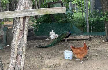 Filipowe Zacisze - Foto 9