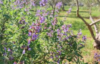 Holiday home Mola - Foto 22