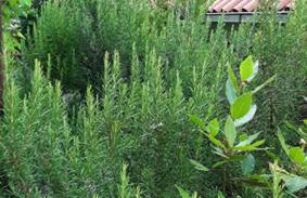 Casa Gazzano - Photo 58