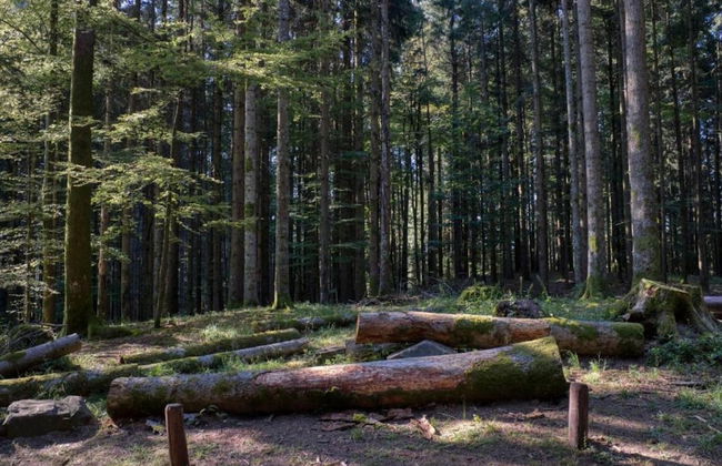 Stavelot Chalet With Garden - Photo 38