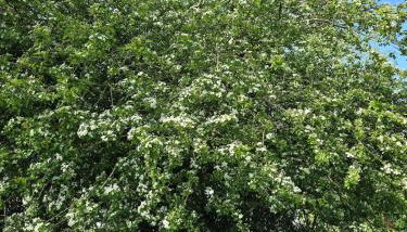 Gîte Ty Rosanès proche de la mer - Foto 3