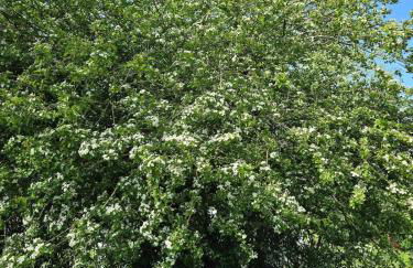 Gîte Ty Rosanès proche de la mer - Foto 3