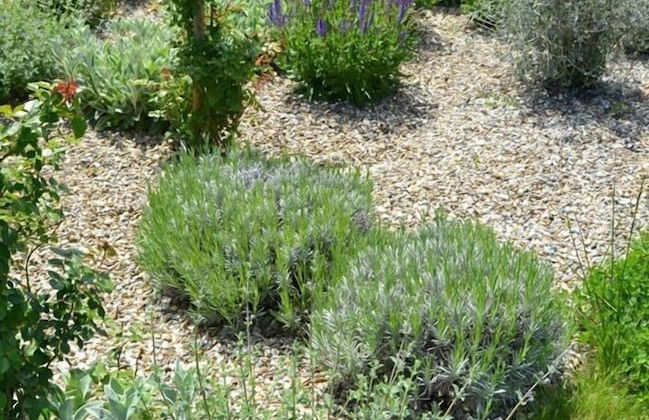 Rinidia Bio - Foto 69