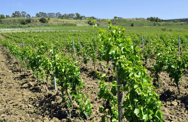 Fattoria Manostalla - Foto 36