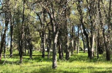 Bear Paw Cabin new construction near Yosemite - Foto 29