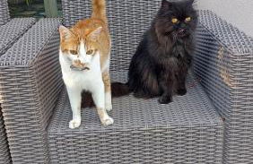 Villa standing piscine privée en écrin de verdure - Foto 4