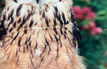 Owlhoot Annexe - Foto 7