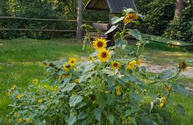 Agroturystyka Lisa Młyn - Foto 18