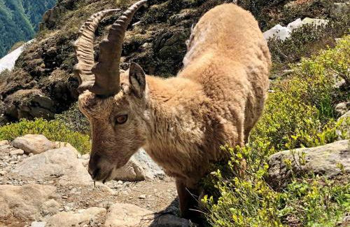Chez Charles | Vallorcine Viachamonix - Foto 70