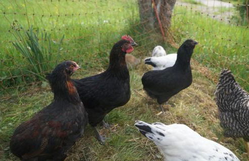 Familien-Sportappartements Wetzel - Foto 10