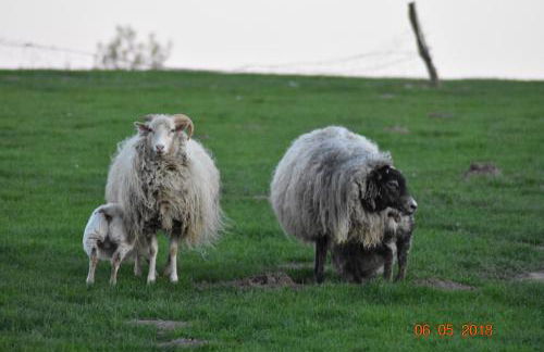 Ostseebauernhof Schönhagen - Foto 23