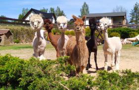 Agroturystyka Zagroda Alpaka - Foto 77