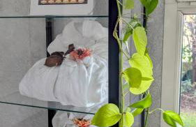 Acqua Resorts - Foto 8