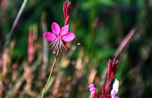 Los Chozones - Foto 55