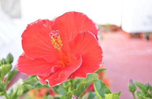 Apartamento La Discusión de Veedor 12 - Foto 23